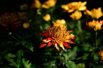 DSC_6763-1