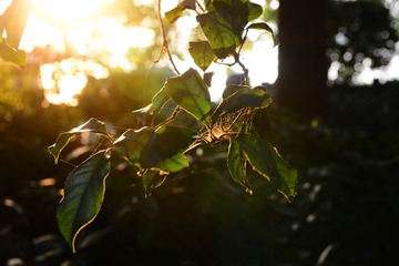 DSC_6852-1