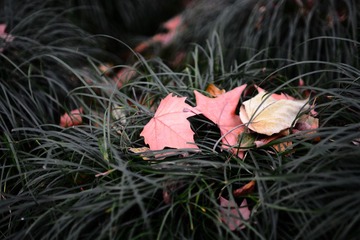 DSC_7893-1