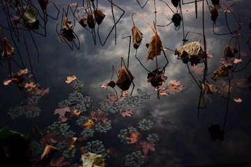 DSC_7900-1