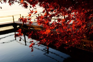 DSC_8424-1 - 