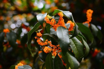 9月桂花