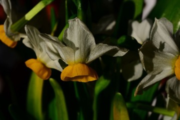 DSC_9549-1