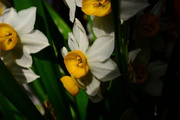 DSC_9562-1