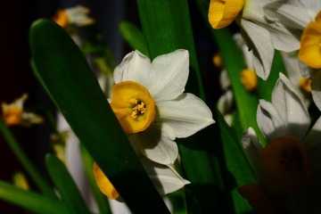 DSC_9564-1