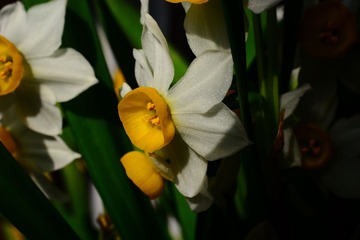 DSC_9566-1