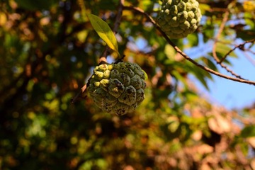 DSC_1292-1