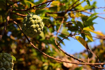 DSC_1293-1
