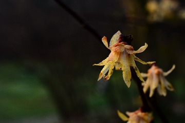 DSC_1431-1
