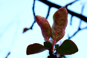 DSC_1451-1