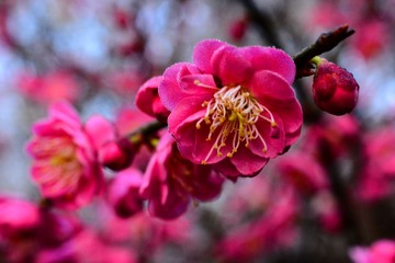 DSC_1465-1