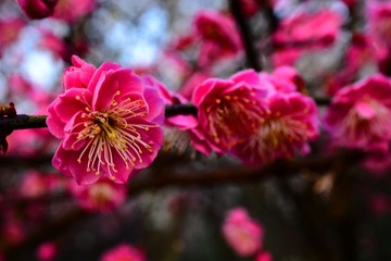 DSC_1466-1