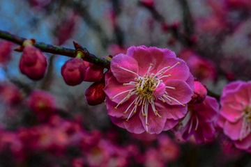 DSC_1472-1