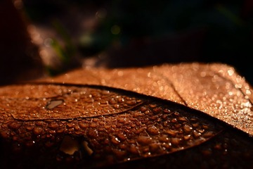 DSC_1531-1