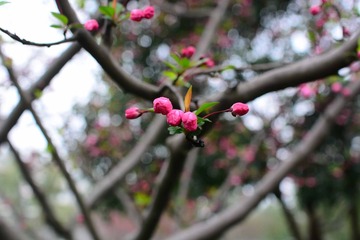 DSC_2460-1