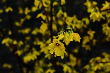 DSC_2496-1