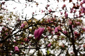 DSC_2512-1