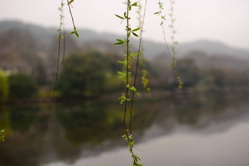 DSC_2549-1