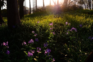 DSC_2992-1