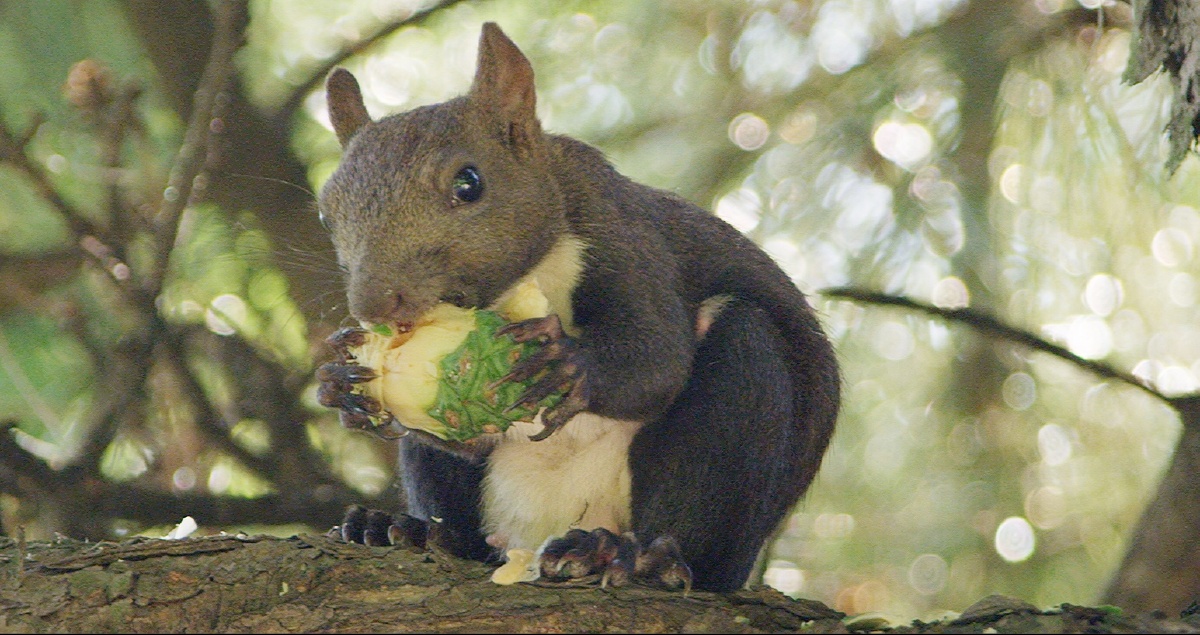 我们的动物邻居香山松鼠