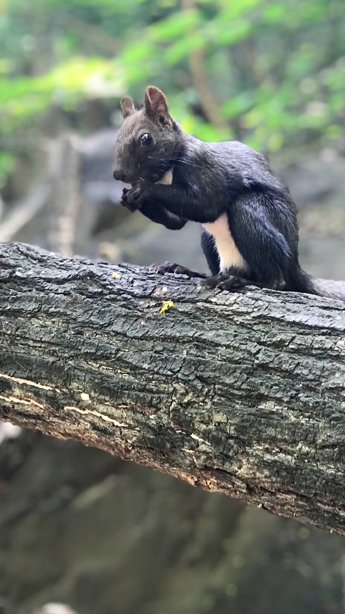 我们的动物邻居香山松鼠