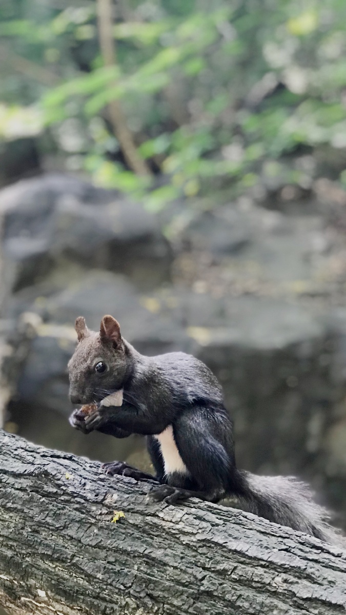 我们的动物邻居香山松鼠