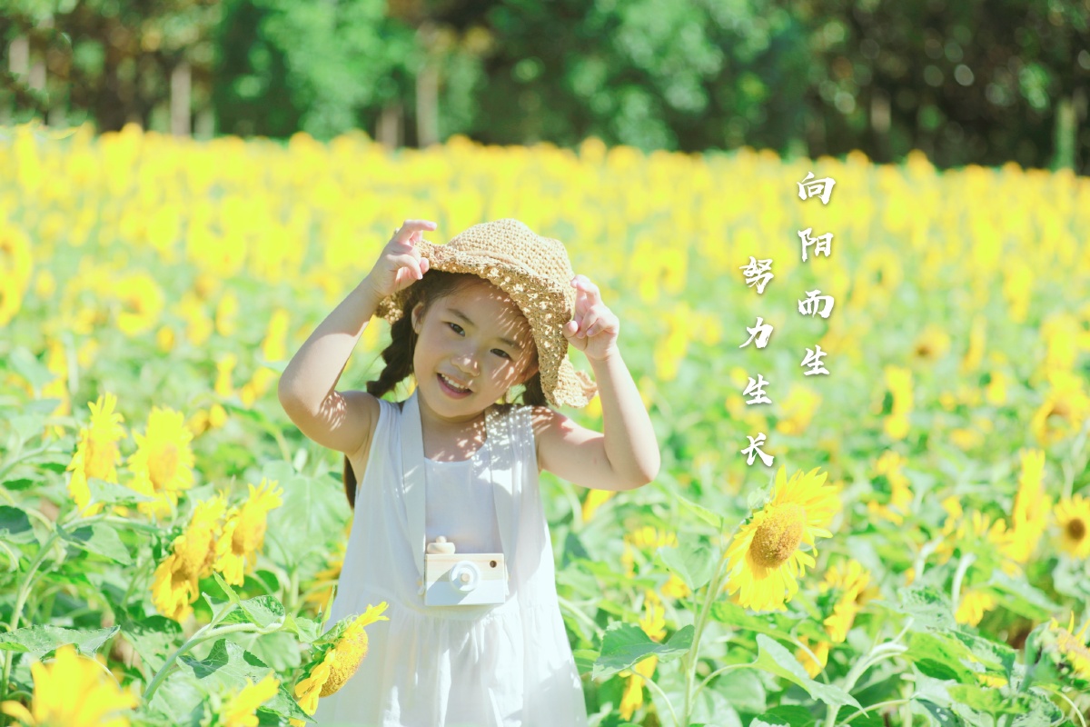 心心念念的向日葵呀向阳而生努力生长吧我的女孩
