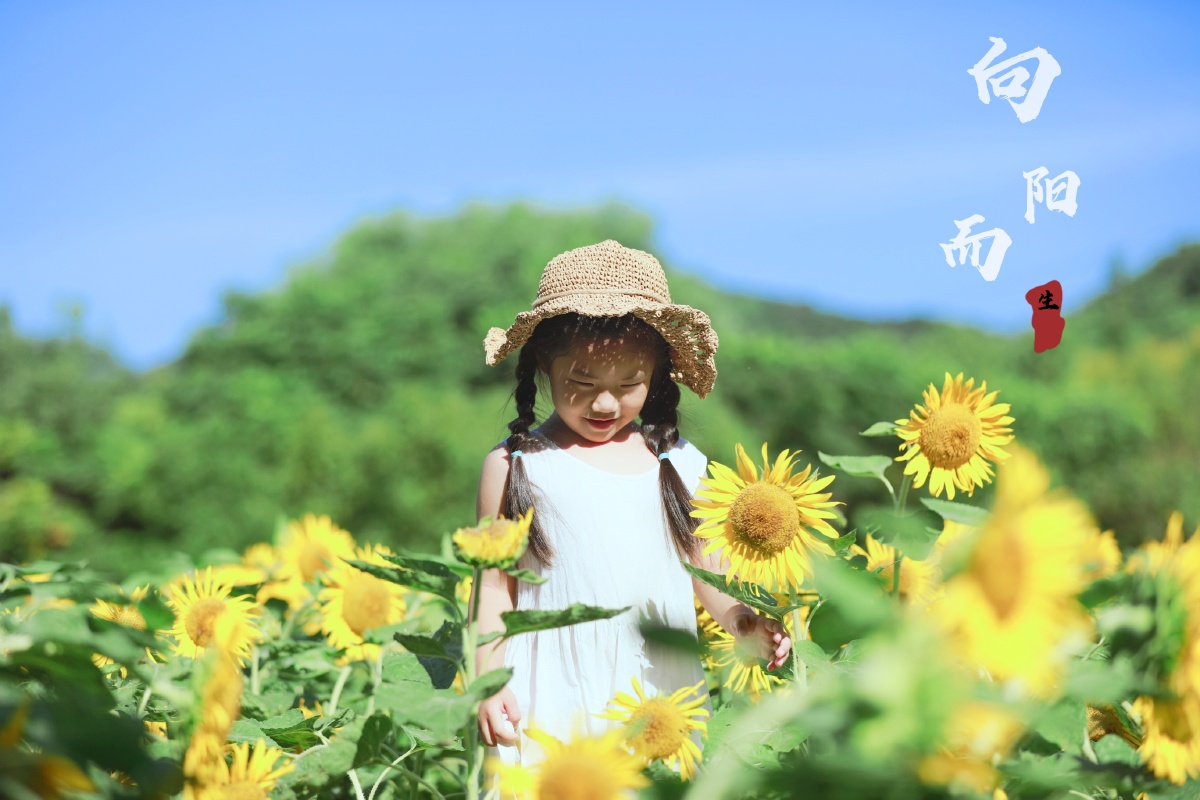 心心念念的向日葵呀向阳而生努力生长吧我的女孩