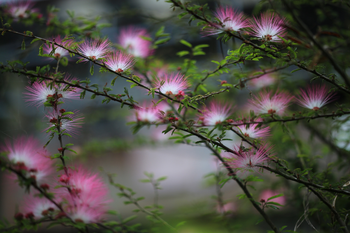 合欢花 - 水岩 - 图虫网 - 优质摄影师交流社区