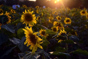 DSC_0276（1）