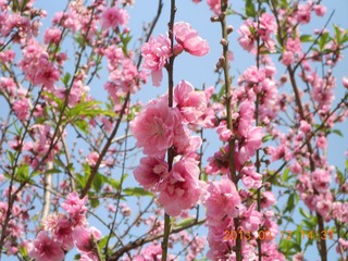 复件 DSCN0686.JPG