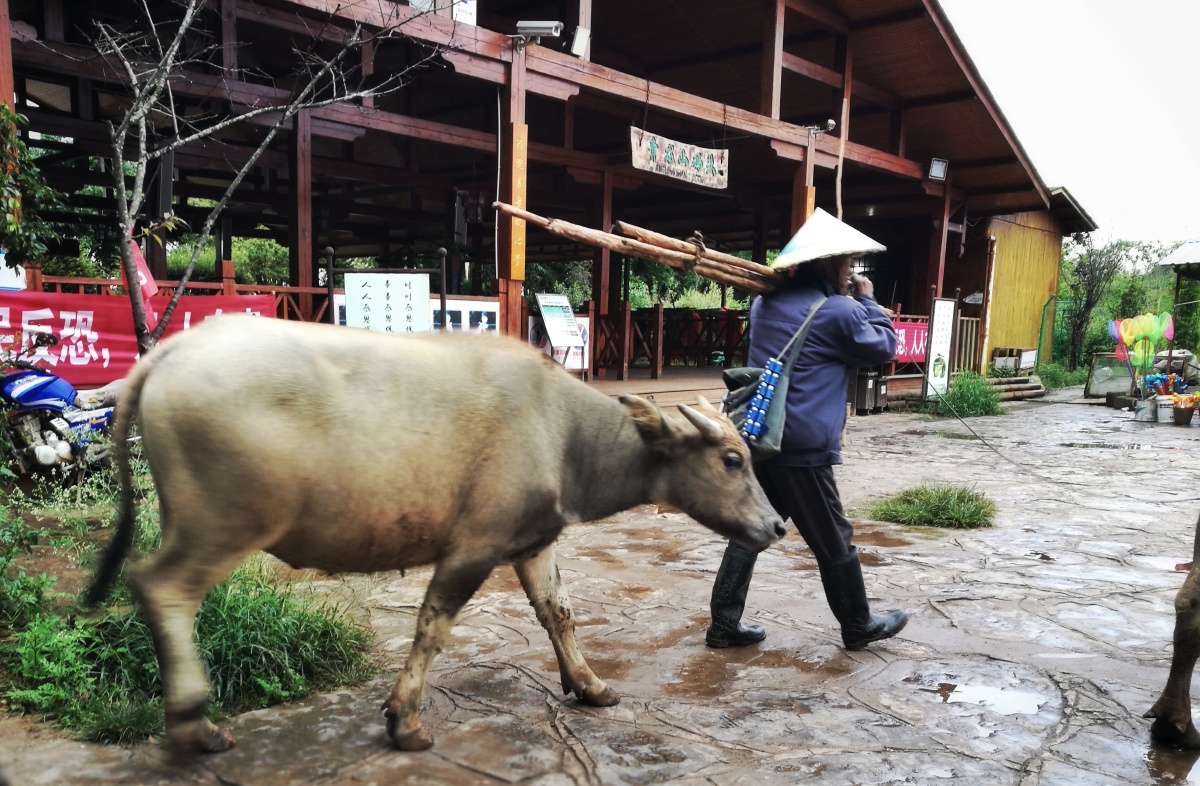 偶遇普者黑渔民,牵着大水牛,心中骤然想起小学课本的内容