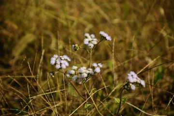 _DSC5121