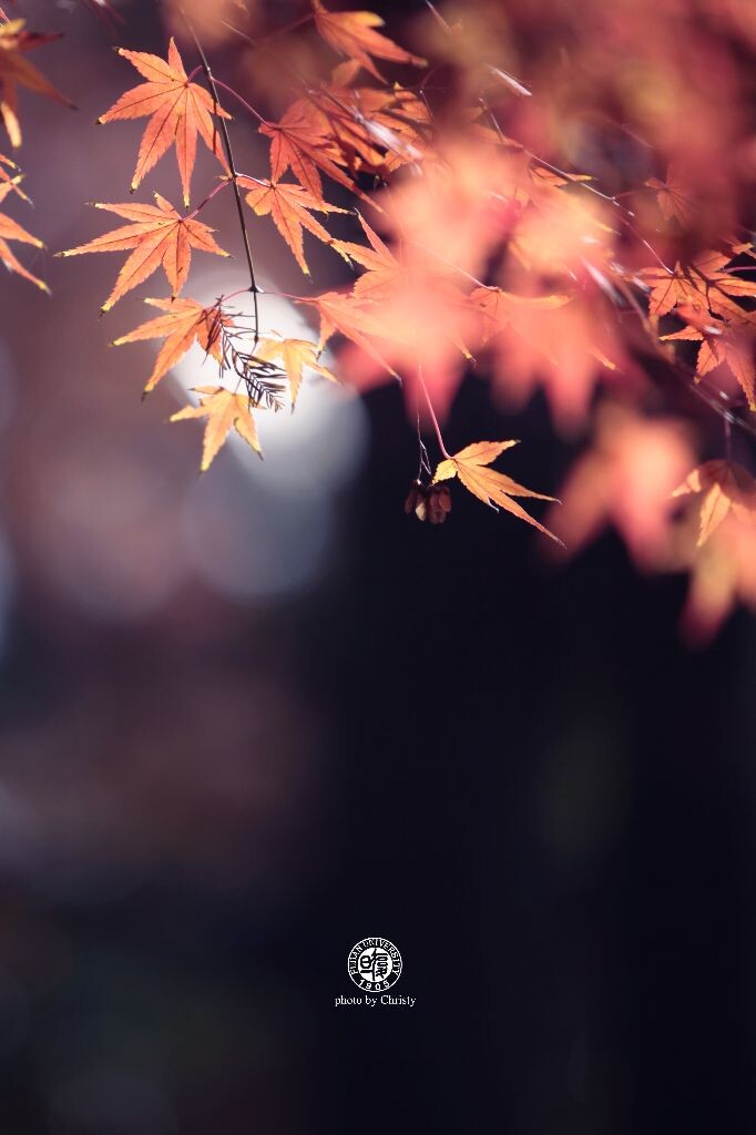 燕園<br />
