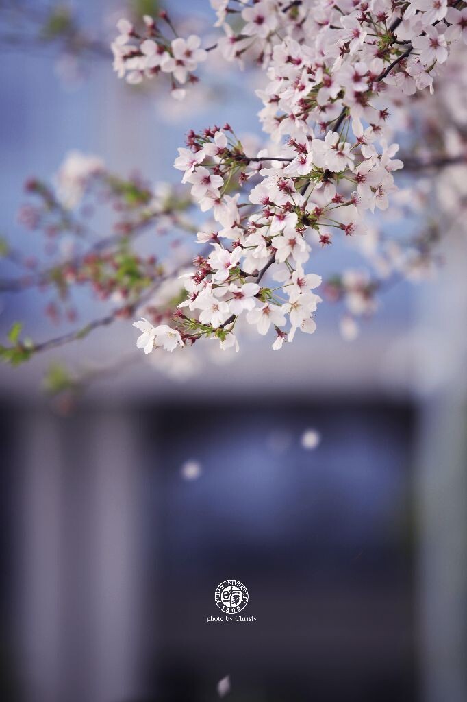 櫻花