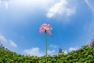 一柱擎天