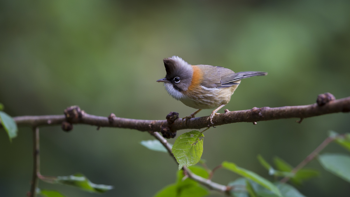 雀巢摄影 - 图虫摄影网