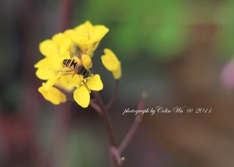 IMG_0981_1.jpg