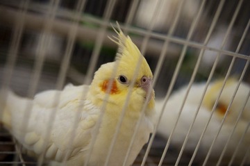 笑脸鸟