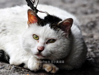 王维维-绍兴01