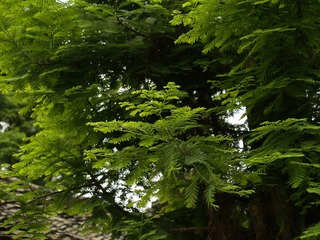 _4303600.JPG