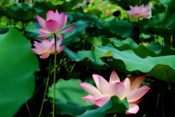 IMG_2833_2
