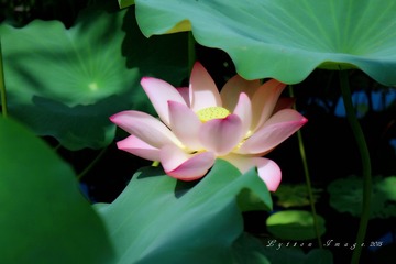 IMG_2832_1