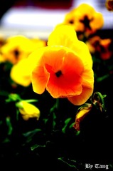 IMG_0184.JPG