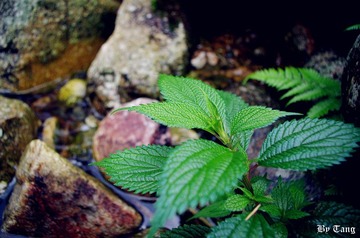 IMG_0210.JPG
