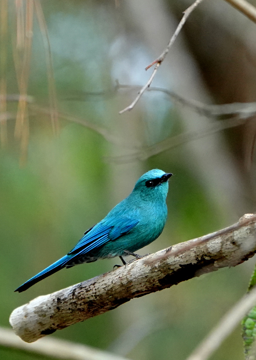 铜蓝鹟 - lnwdw - 图虫