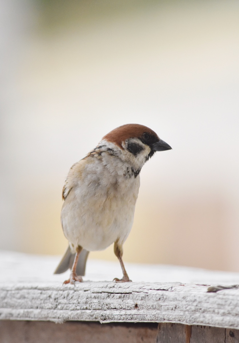 小麻雀秀眼萌萌的