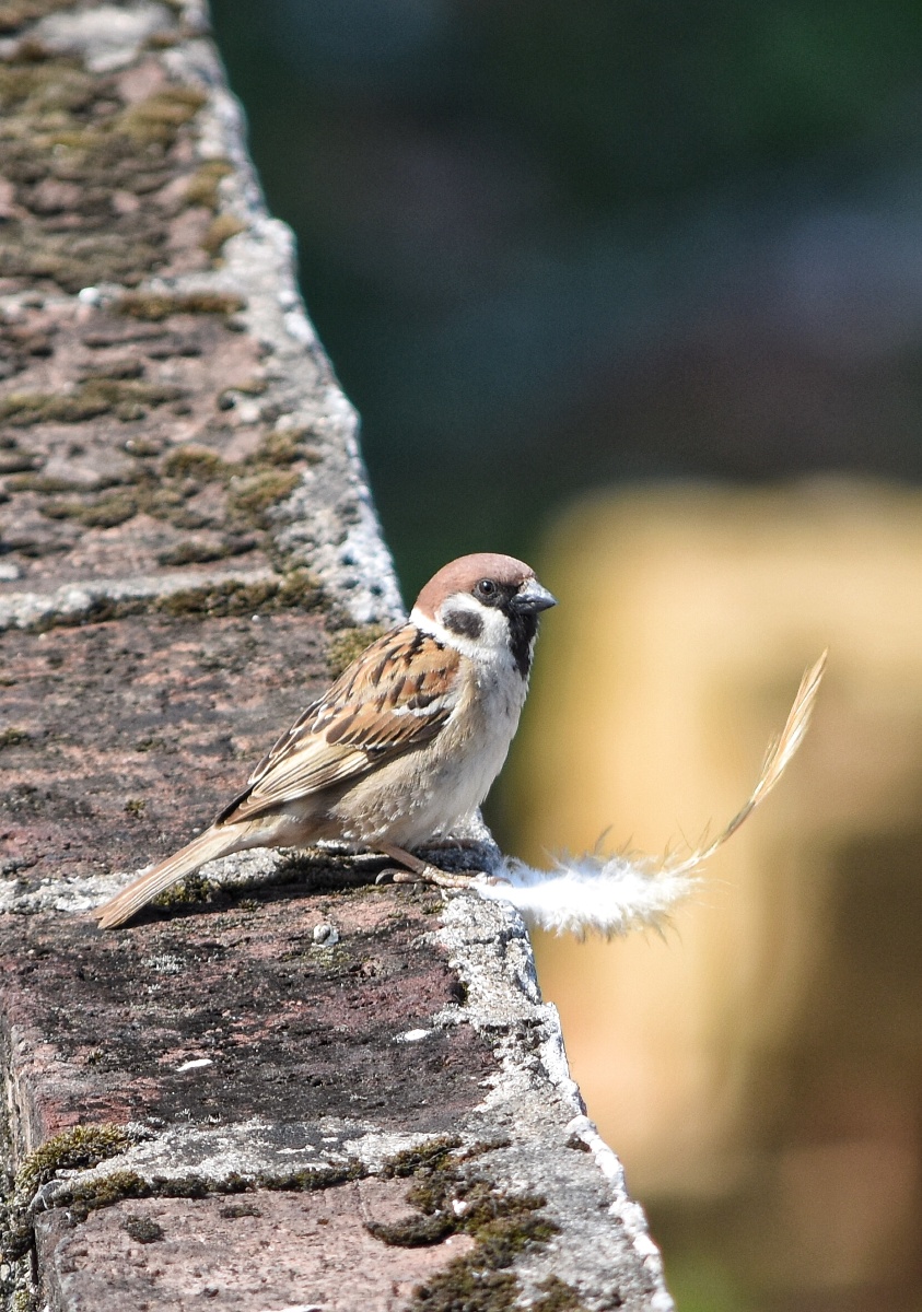 小麻雀秀眼萌萌的