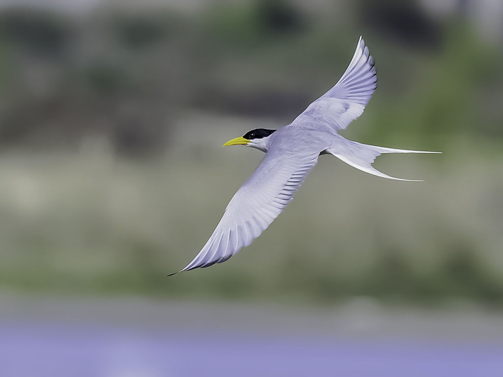 黄嘴河燕鸥飞翔姿态摄于云南盈江
