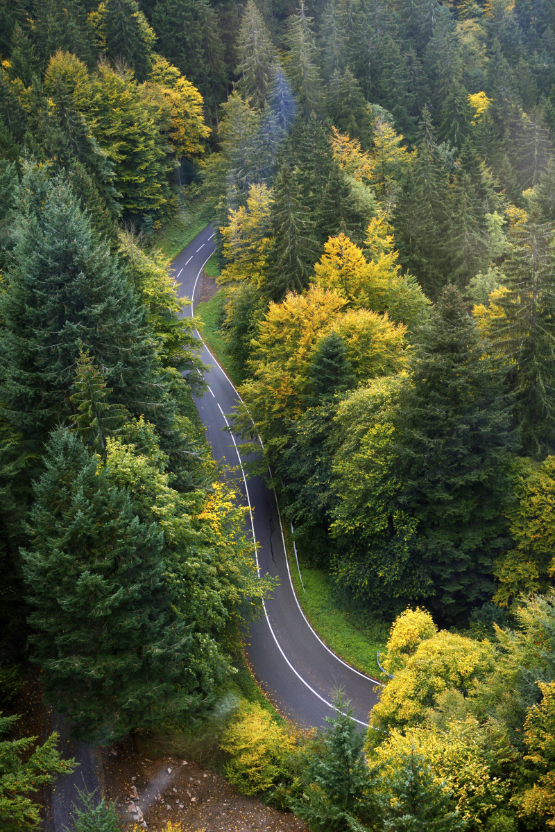 揽车上居高临下赏秋色,林中公路似长蛇